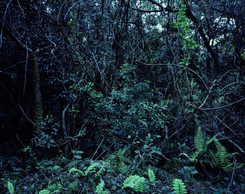 박형근_2011_Forbidden Forest c-print_150x190cm